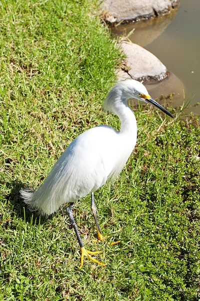 stock image White heron on the grass near the pond