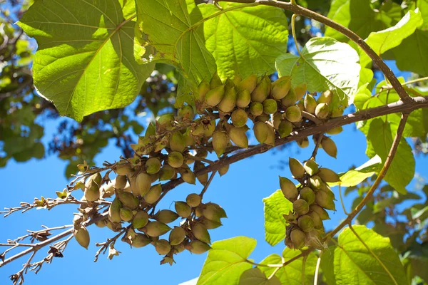 Gröna frukter på ett träd i parken — Stockfoto