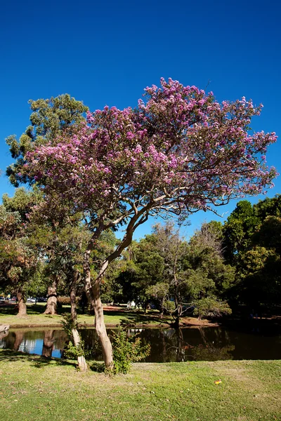 青空の背景に桜 — ストック写真