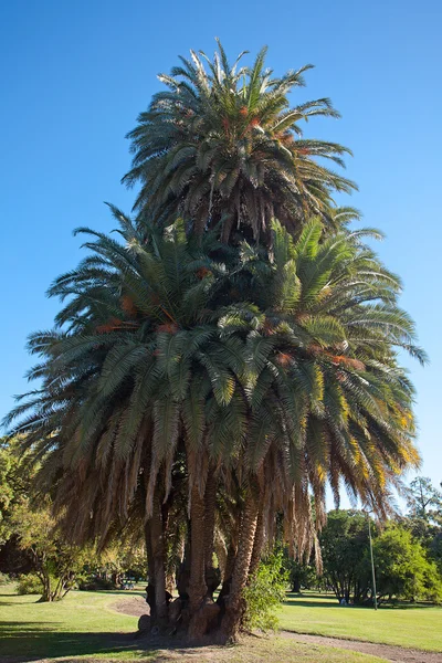 Palmeira grande contra um céu azul — Fotografia de Stock