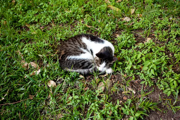 Retrato de un gato callejero al aire libre —  Fotos de Stock
