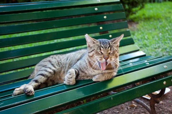 Портрет вуличної кішки на відкритому повітрі — стокове фото