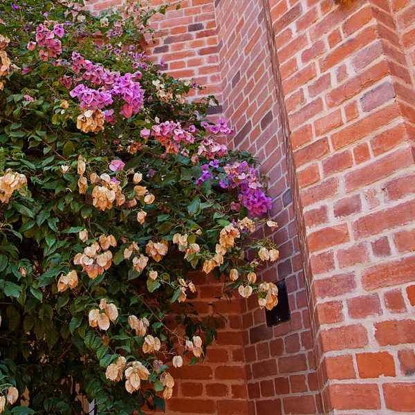 Pink flowers on a background of red brick wall — Stock Photo, Image