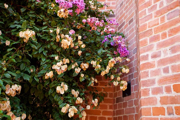 Růžové květy na pozadí cihlové zdi — Stock fotografie
