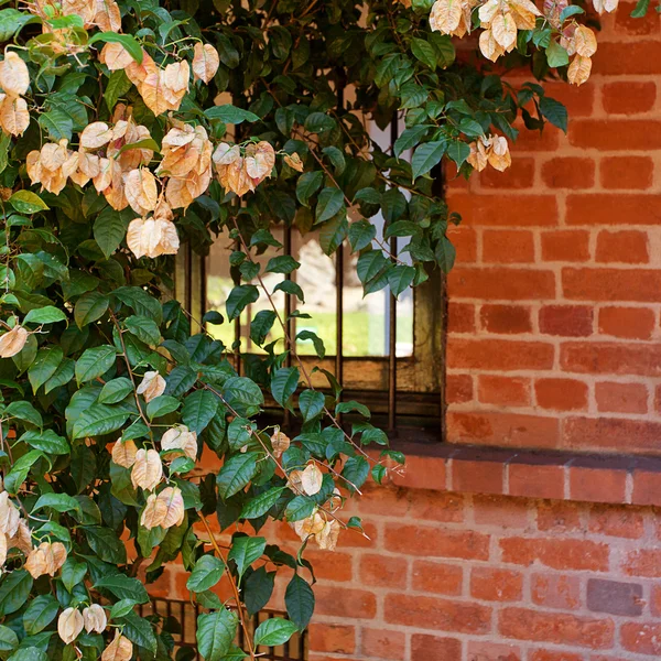 Růžové květy na pozadí cihlové zdi — Stock fotografie