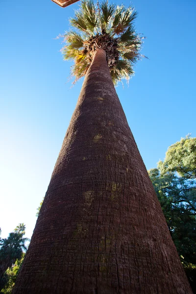 Palmbomen tegen de blauwe lucht — Stockfoto