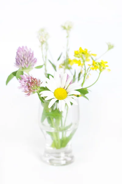 白い背景の上の野生の花の花束 — ストック写真