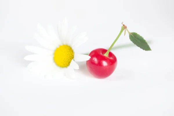 Cherry and chamomile on white background — Stock Photo, Image