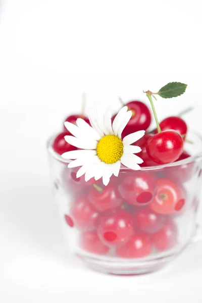 Tazza di vetro con ciliegie e camomilla — Foto Stock