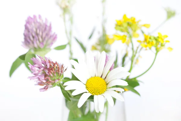 Букет з диких квітів на білому тлі — стокове фото