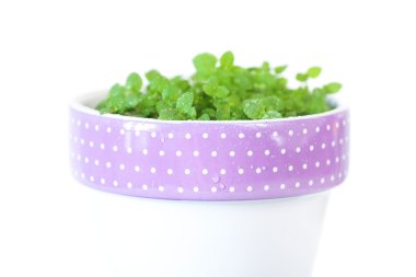 beyaz izole bir tencerede çok temiz