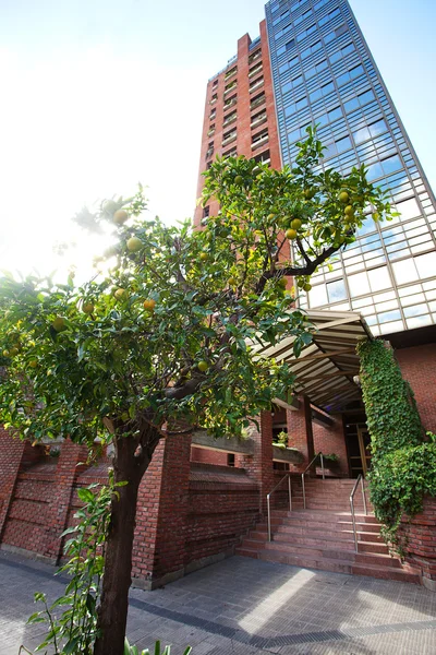 橘树背景下的一座摩天大楼 — 图库照片