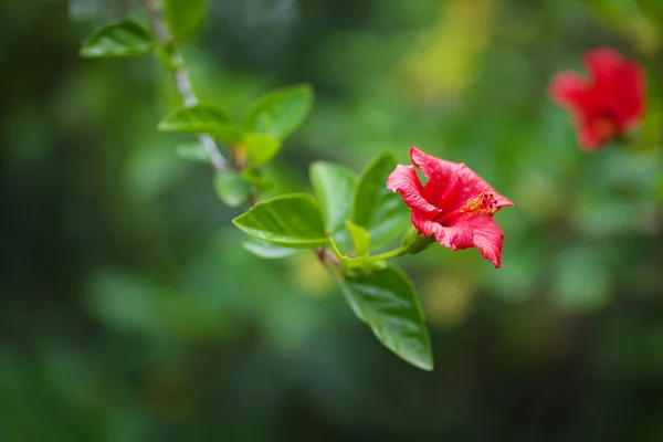 Čínské rudé růže na zeleném stromu — Stock fotografie