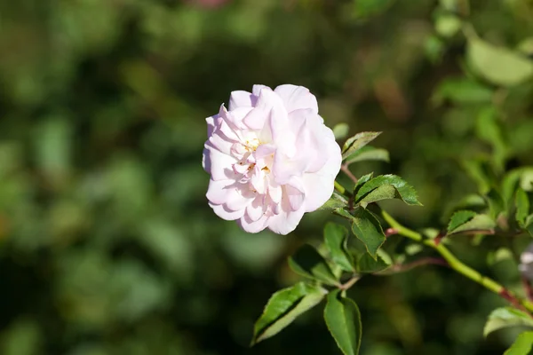 Hintergrund der schönen Rosen im Garten — Stockfoto