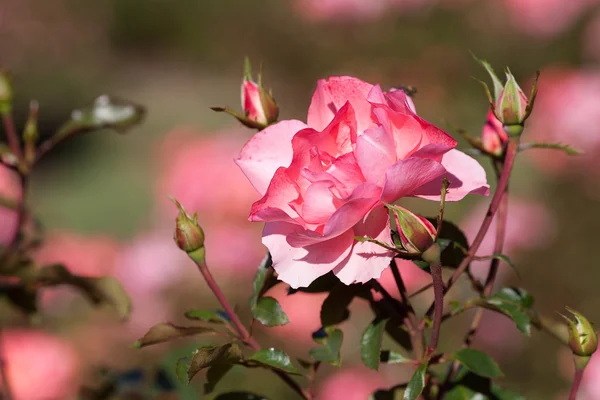 Fondo de hermosas rosas en el jardín — Foto de Stock