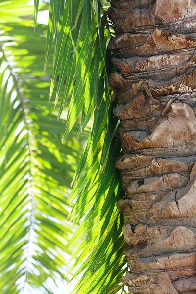 Frunze de palmier în lumina soarelui — Fotografie, imagine de stoc