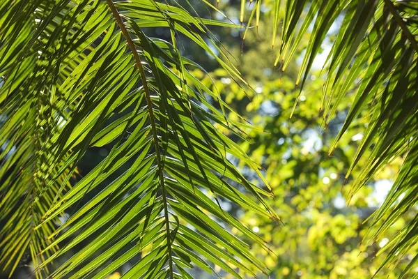 Foglia di palma alla luce del sole — Foto Stock