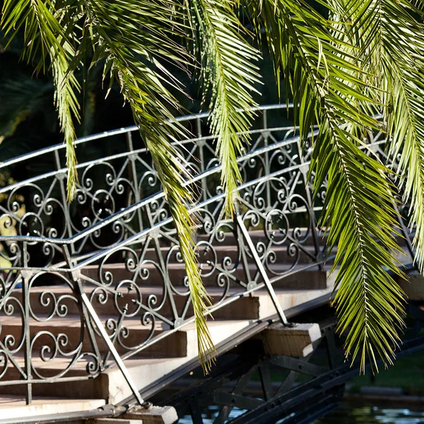 Leaf of palm tree in sunlight and bridge — Stock Photo, Image