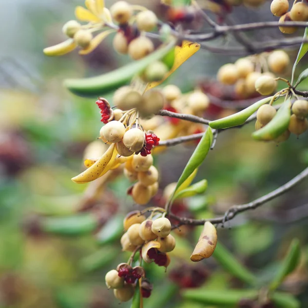 Tropische vruchten op een boomtak — Stockfoto