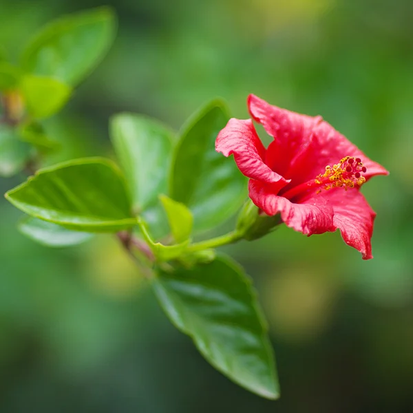Chińska czerwona róża na zielonym drzewie — Zdjęcie stockowe