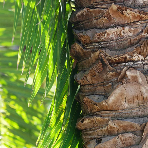 叶的棕榈树在阳光下 — 图库照片