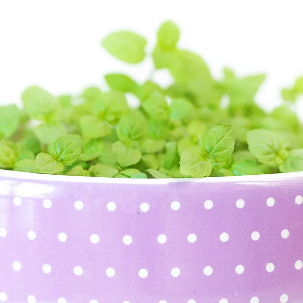 Mint in a pot isolated on white — Stock Photo, Image