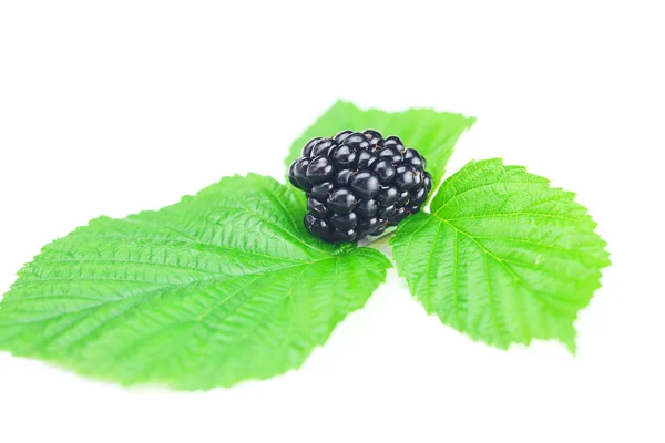 黑莓和白色背景上绿色的树叶 — 图库照片