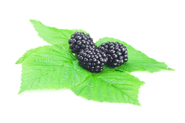 黑莓和白色背景上绿色的树叶 — 图库照片