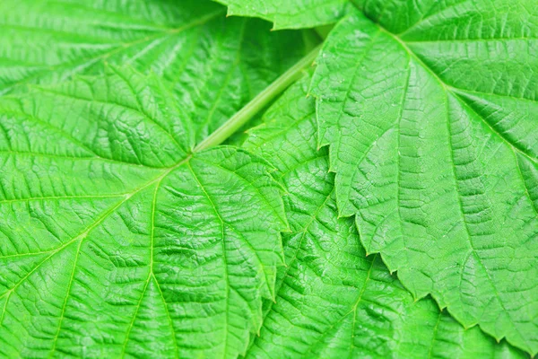 Background of green leaves of raspberry — Stock Photo, Image