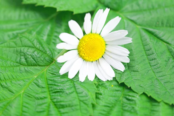 Chamomile flower on a background of green leaves — Stock Photo, Image