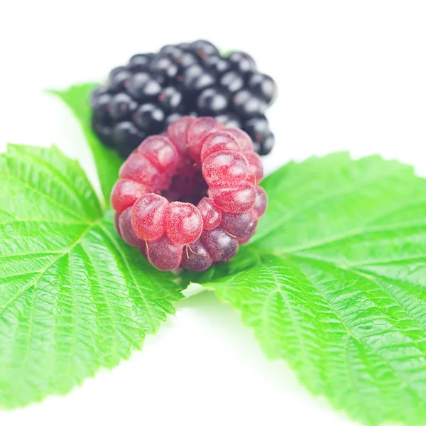 树莓、 黑莓和白色背景上绿色的树叶 — 图库照片