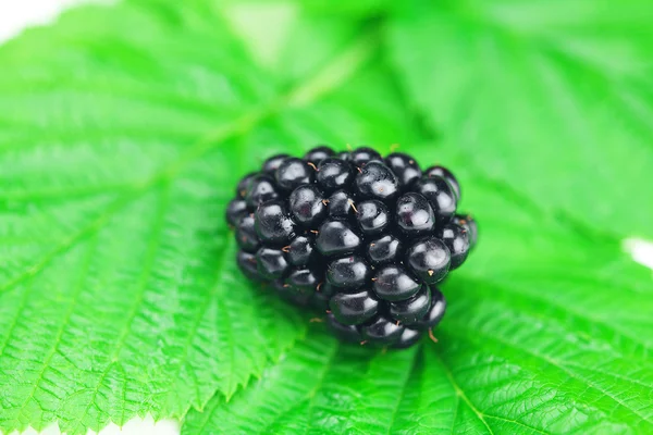 블랙베리와 녹색 잎 — 스톡 사진