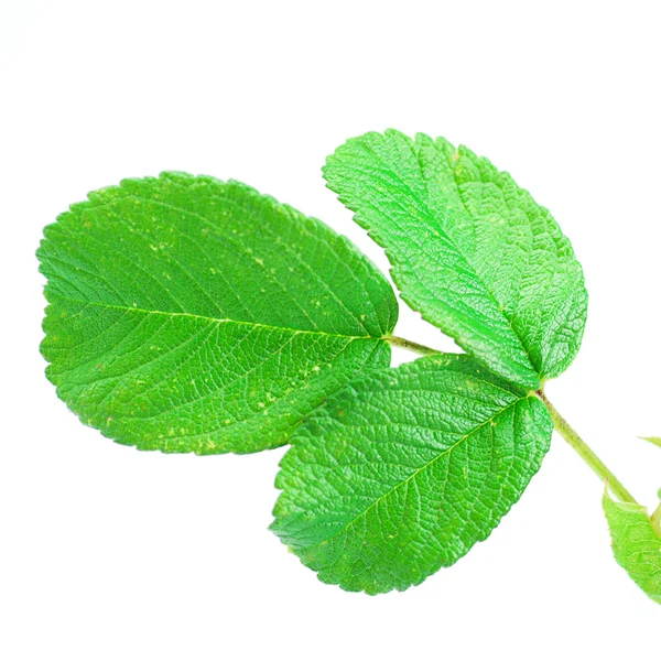 Grüne Blätter der Hagebutte auf weißem Hintergrund — Stockfoto
