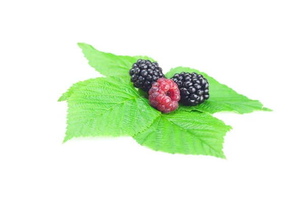 树莓、 黑莓和白色背景上绿色的树叶 — 图库照片