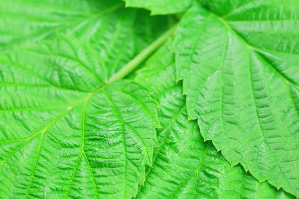 Pozadí zelených listů maliny — Stock fotografie