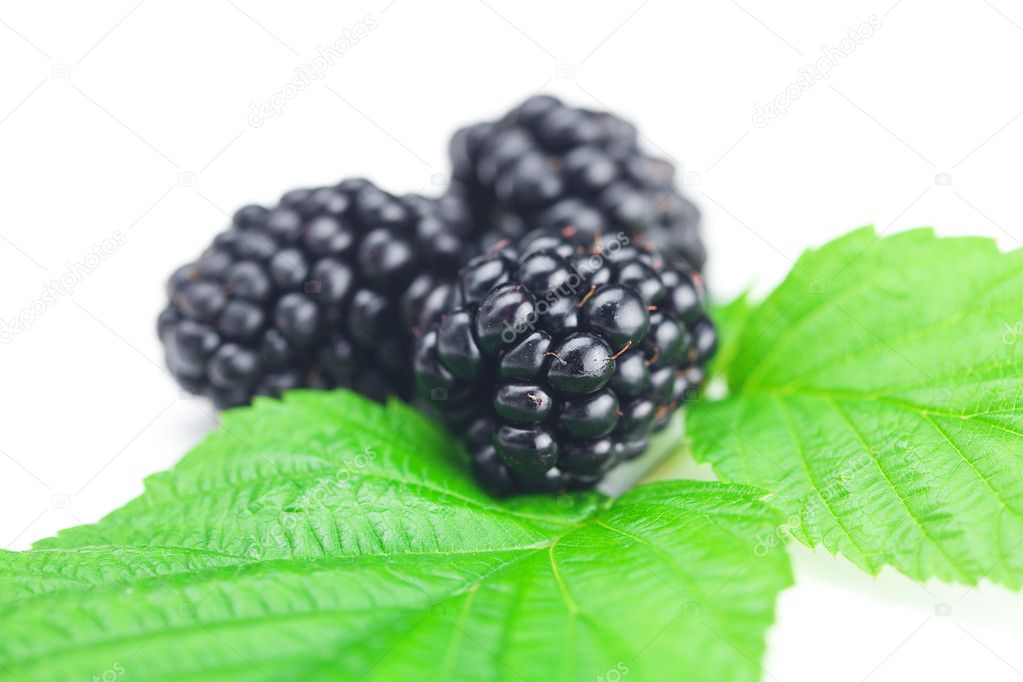 Blackberries and green leaves on white background