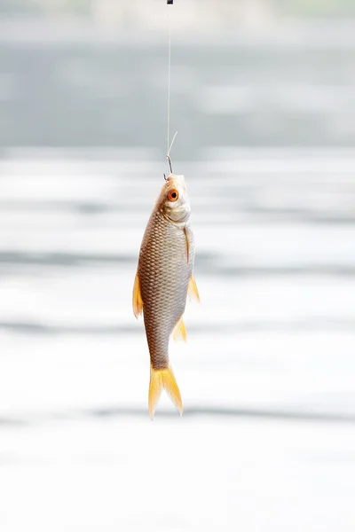 Fish hanging on a hook on a background of water — Stock Photo, Image