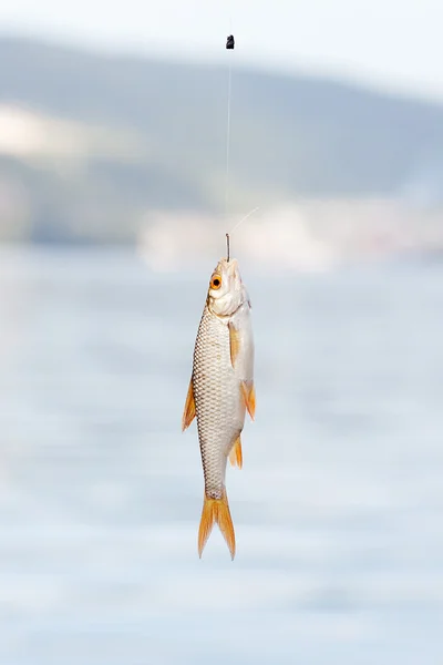 stock image Fish hanging on a hook on a background of water