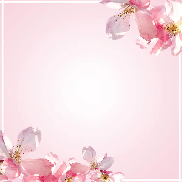 Kirschblüte als Hintergrund — Stockfoto
