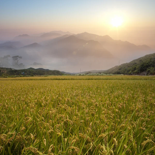 Beautiful paddy with nice backgroun — Stock Photo, Image