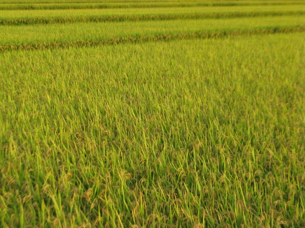 Lugar de arroz — Foto de Stock