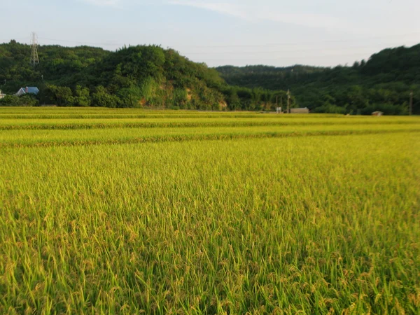 stock image Beautiful paddy with nice backgroun