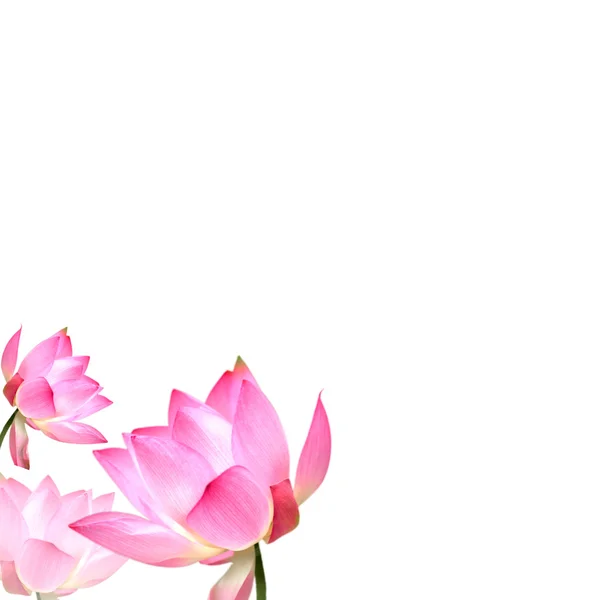 Lotus με ωραίο φόντο για adv — Φωτογραφία Αρχείου