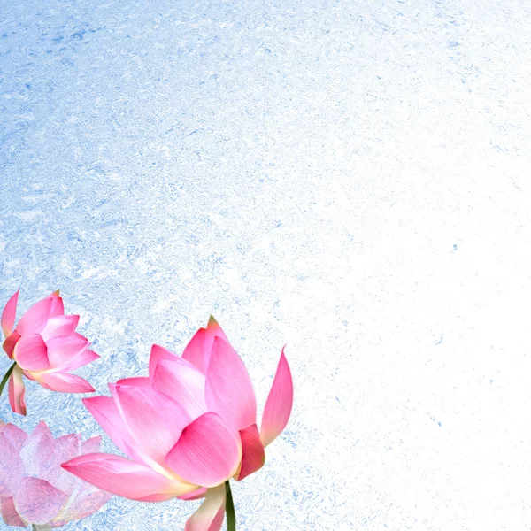 Lotus med fin bakgrund för adv — Stockfoto