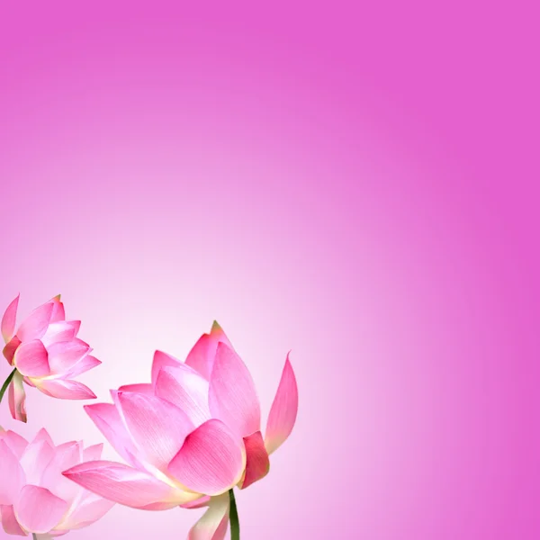 Lotus avec beau fond pour adv — Photo