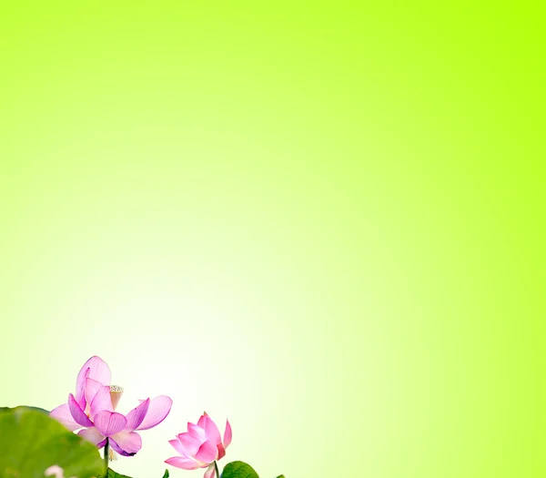 Lotus met mooie achtergrond voor adv — Stockfoto