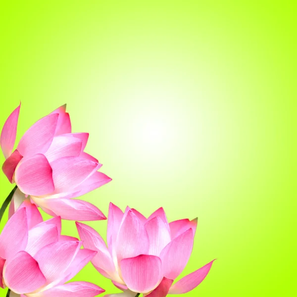 Lotus con un bel sfondo per adv — Foto Stock