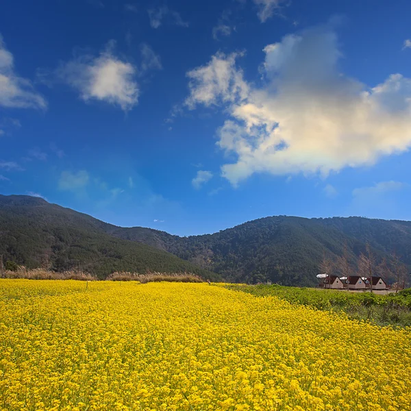 stock image Beautiful summer landscape