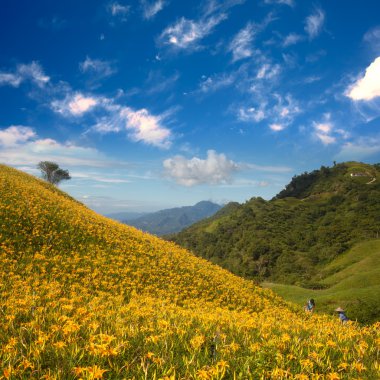 altmış taş mount daylily çiçek