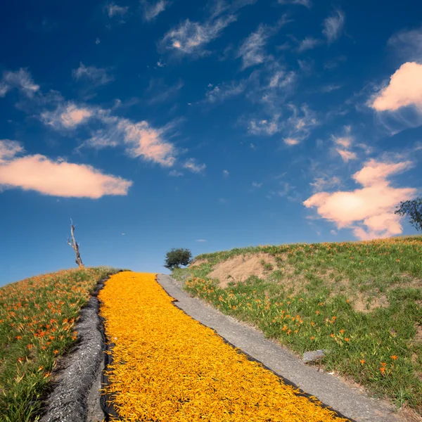 Daylily λουλούδι σε εξήντα βουνό πετρών — Φωτογραφία Αρχείου